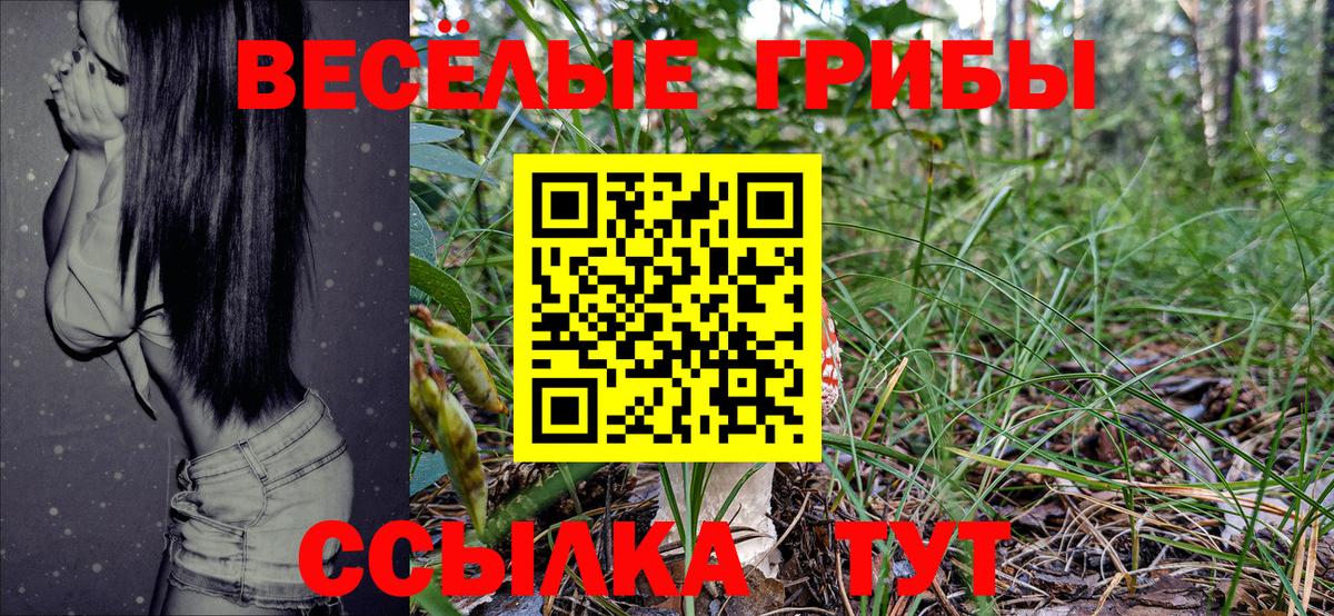 Псилоцибиновые грибы Psilocybe Брянск